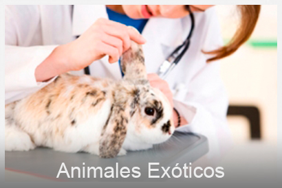animales exóticos veterinario Valencia