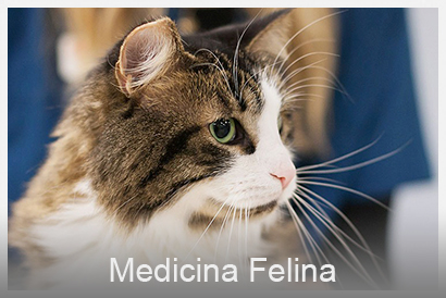 medicina felina veterinario Valencia