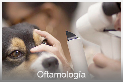 oftamología