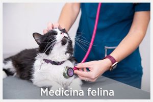 Medicina felina